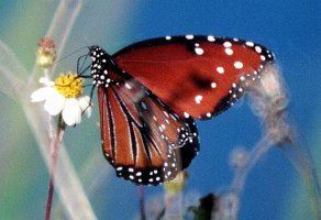 180 Tropic Queen, Loxahatchee NWR, FL, 1-2003, B08P19I02b